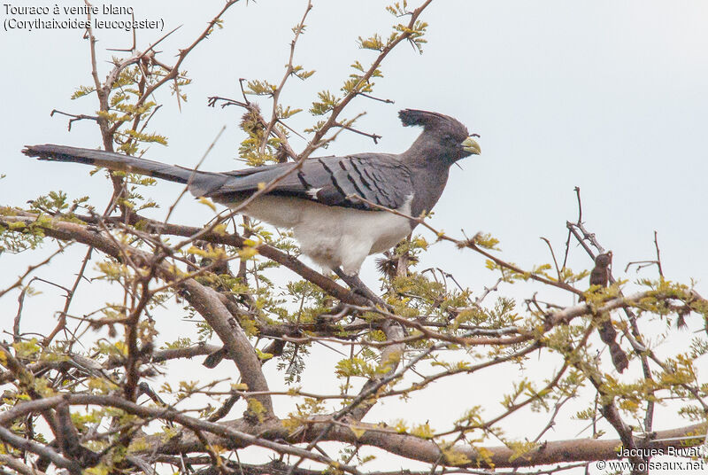 White-bellied Go-away-bird