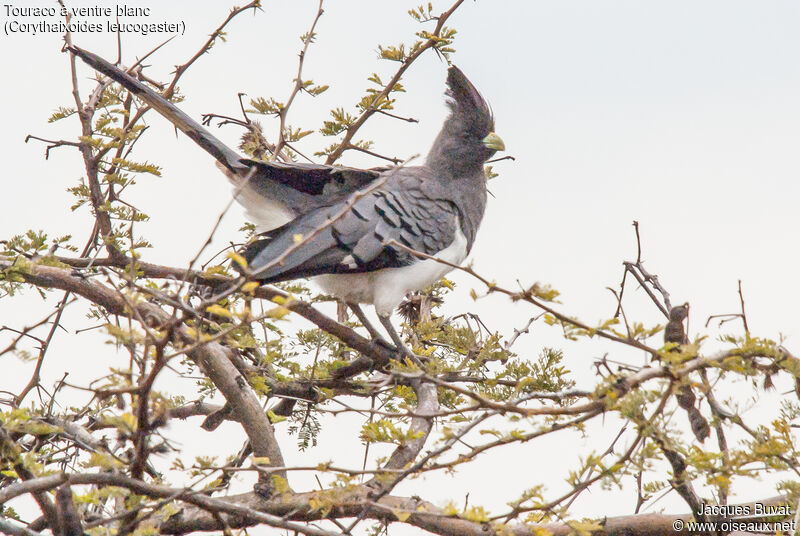 White-bellied Go-away-bird, habitat, aspect, pigmentation