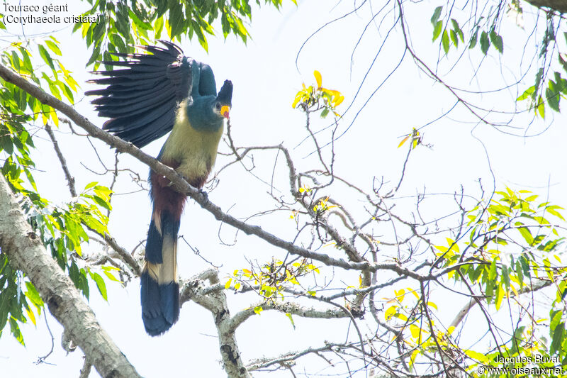 Great Blue Turacoadult