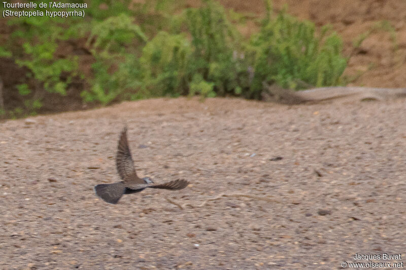 Adamawa Turtle Doveadult, identification, habitat, aspect, pigmentation, Flight