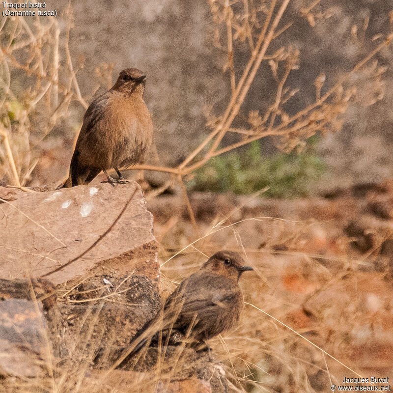 Brown Rock Chatadult, aspect, pigmentation