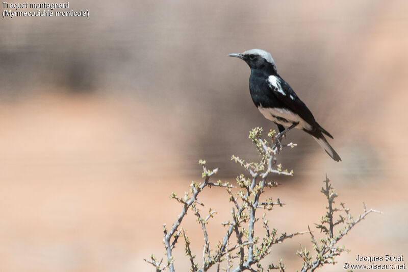 Mountain Wheatear male adult breeding