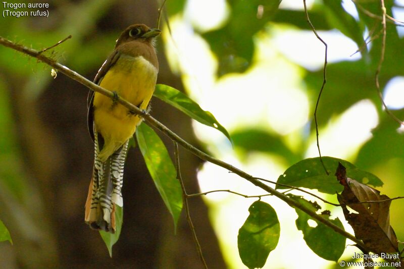 Trogon aurore femelle adulte