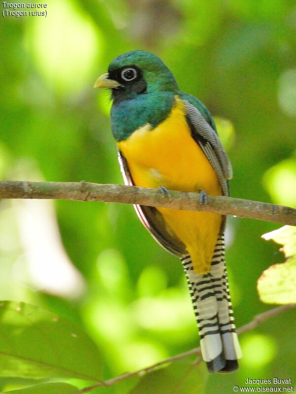 Trogon aurore mâle adulte nuptial, identification, composition, pigmentation