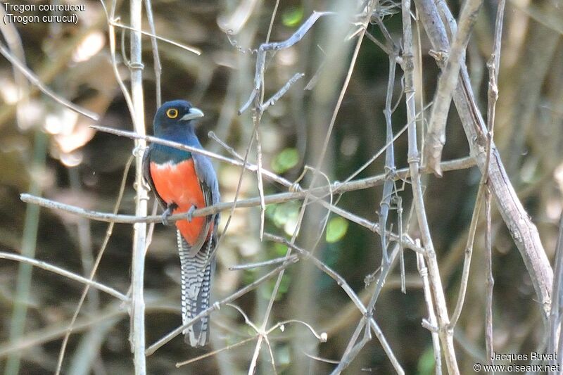 Blue-crowned Trogonadult