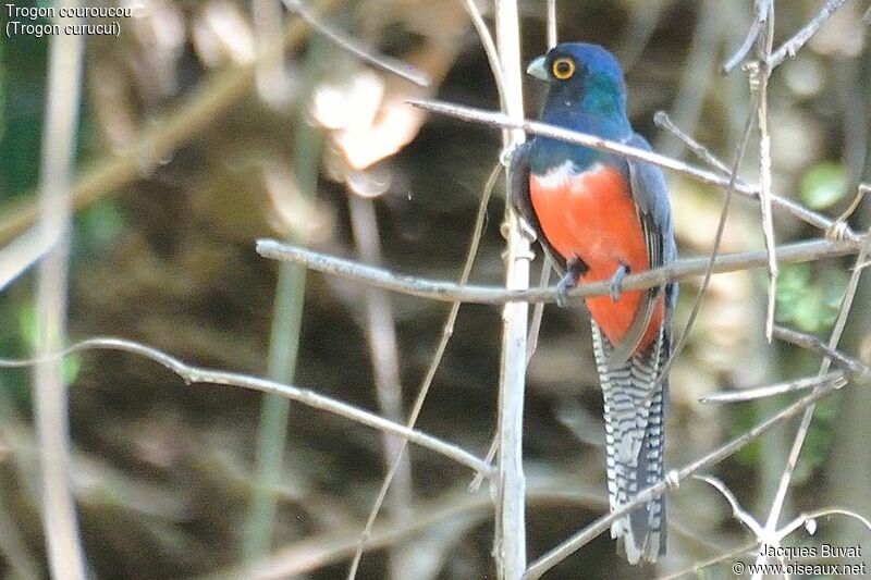 Trogon couroucouadulte