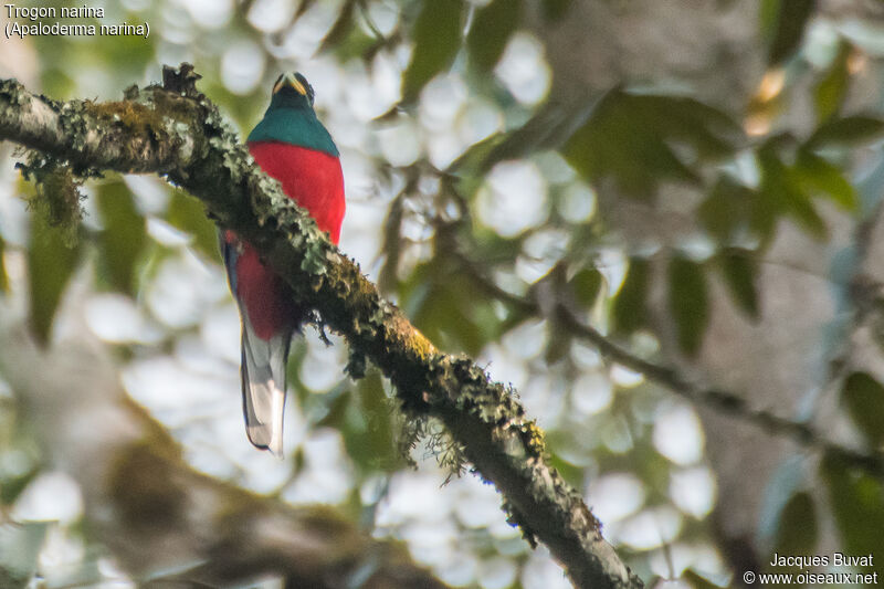 Narina Trogon male adult