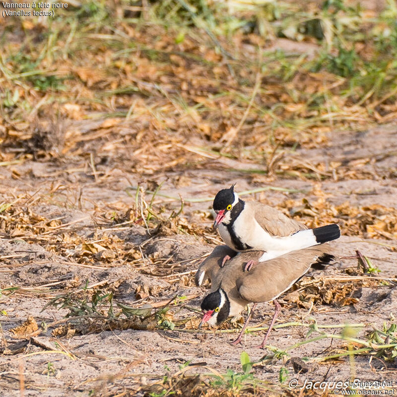 Vanneau à tête noireadulte, accouplement.