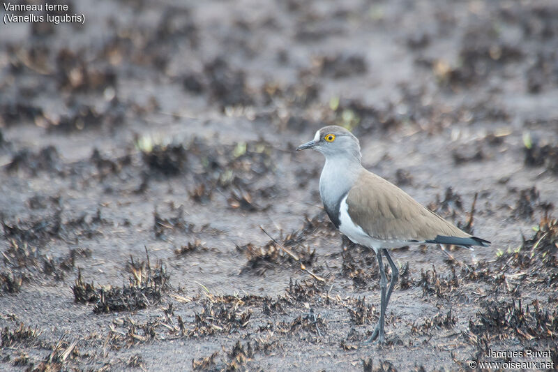 Senegal Lapwingadult