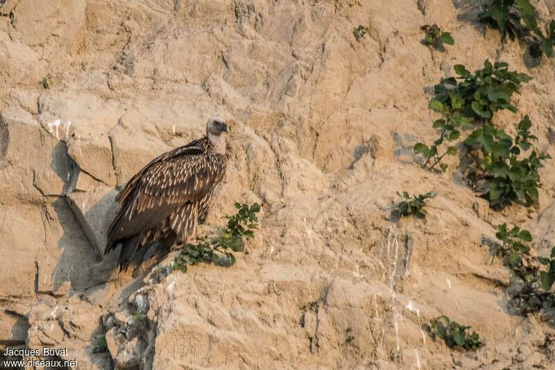 Vautour de l'Himalayajuvénile, identification