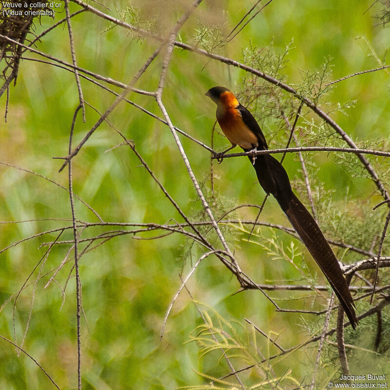 Sahel Paradise Whydah