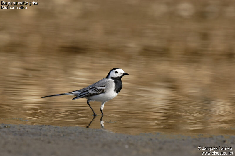 White Wagtail