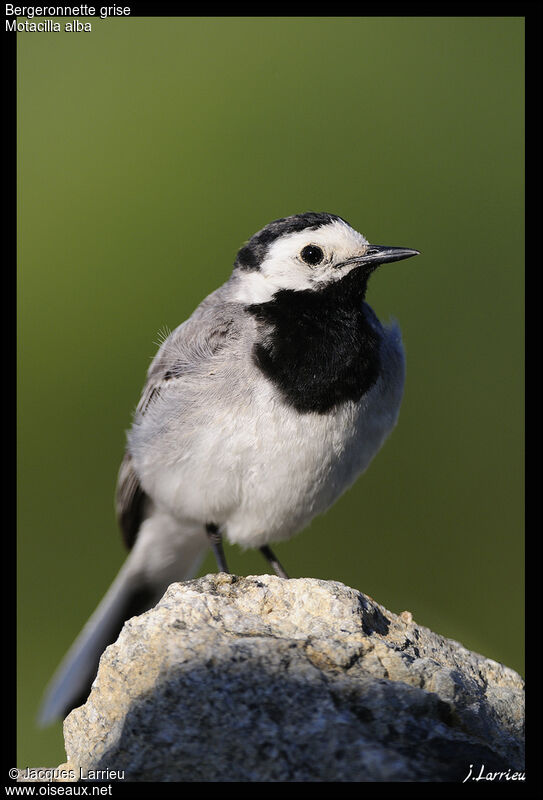 White Wagtail