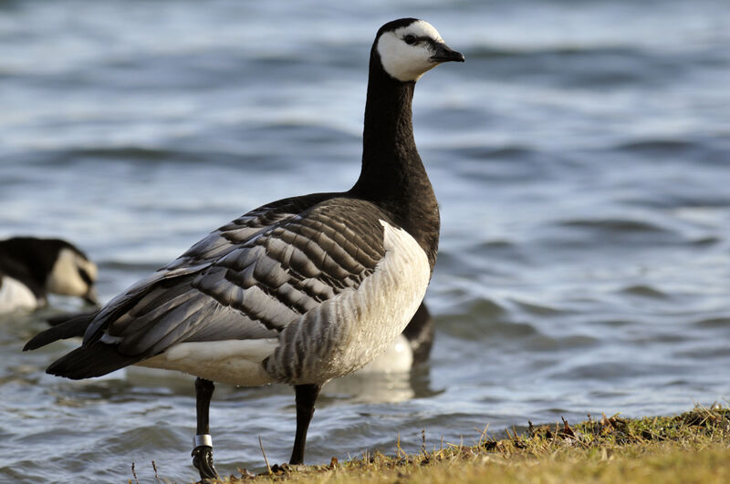 Barnacle Goose