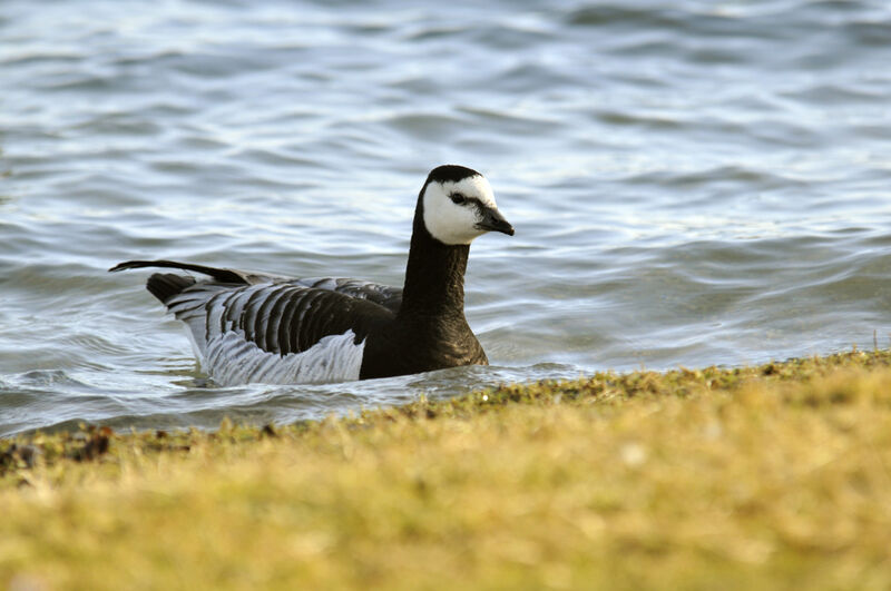 Barnacle Goose