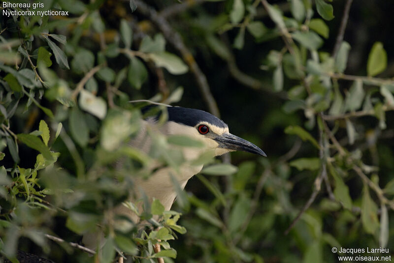 Black-crowned Night Heron