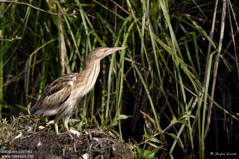 Blongios nainjuvénile, identification