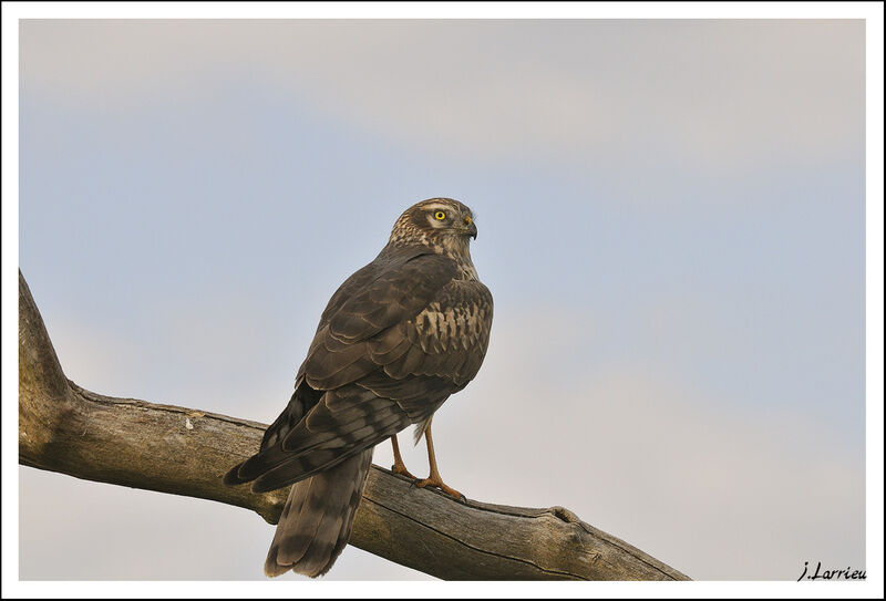 Montagu's Harrier