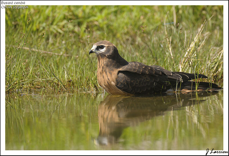 Montagu's Harrier