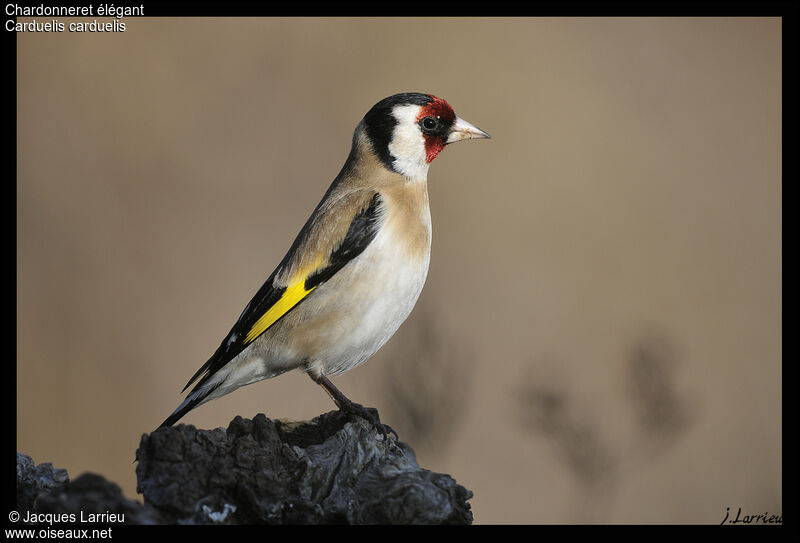 Chardonneret élégant