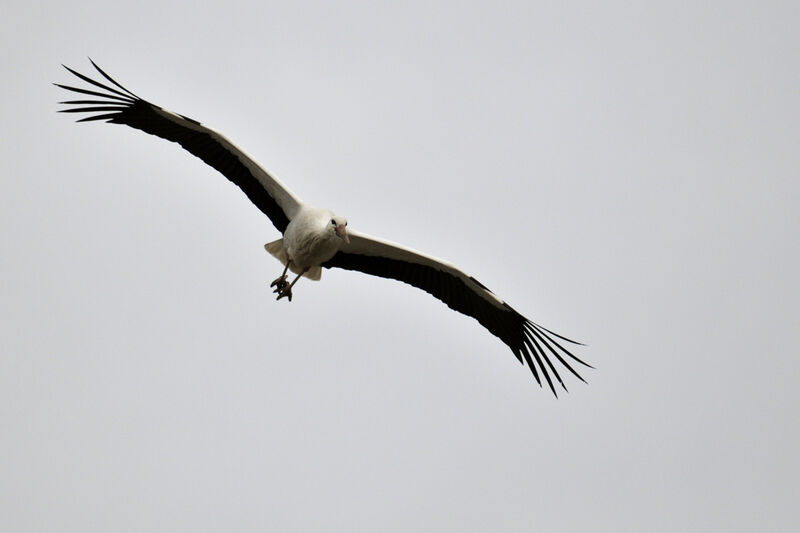 White Stork