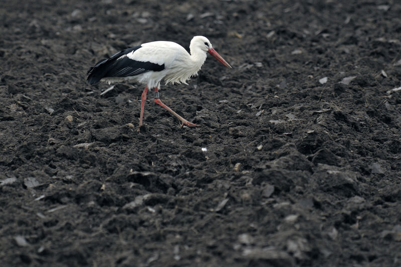 Cigogne blanche