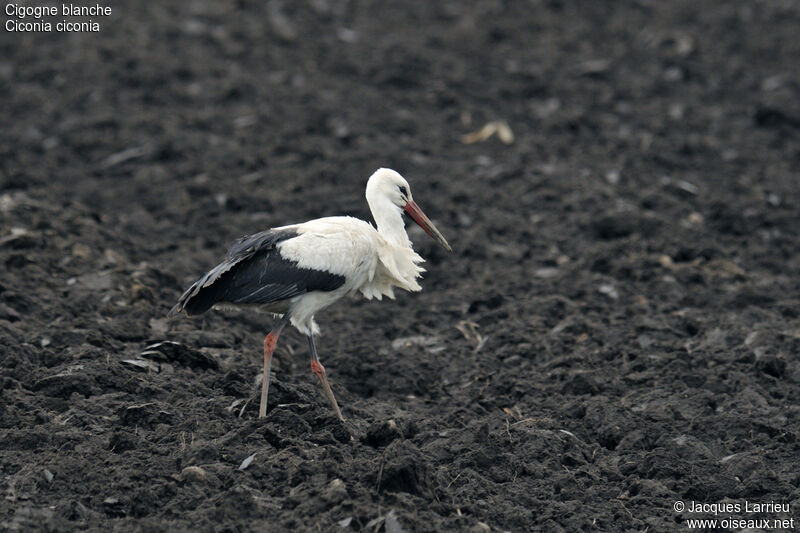 Cigogne blanche