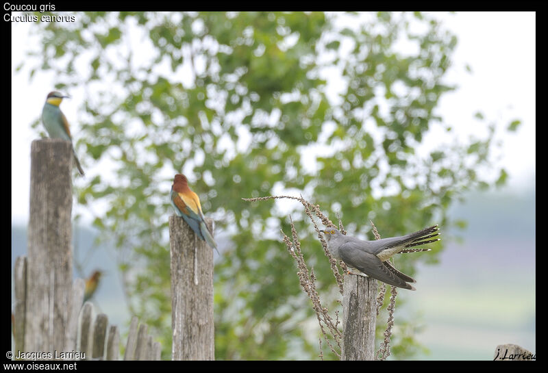 Common Cuckoo