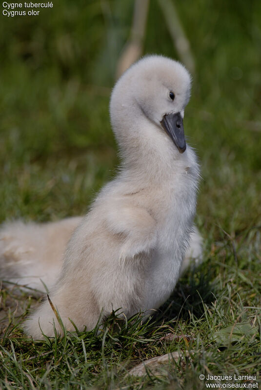 Cygne tuberculéjuvénile