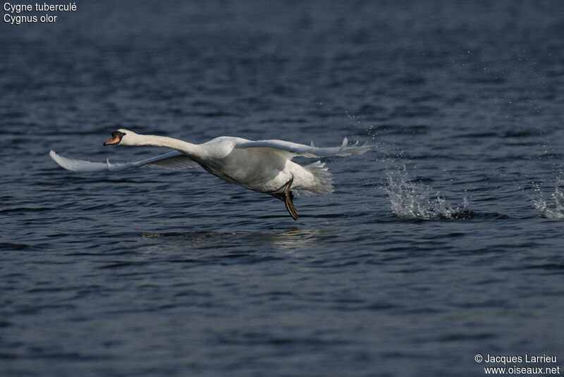 Cygne tuberculé