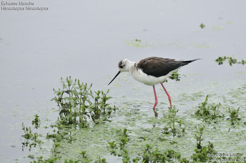 Black-winged Stilt