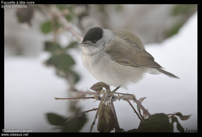 Eurasian Blackcap