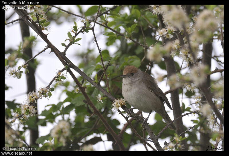 Eurasian Blackcap