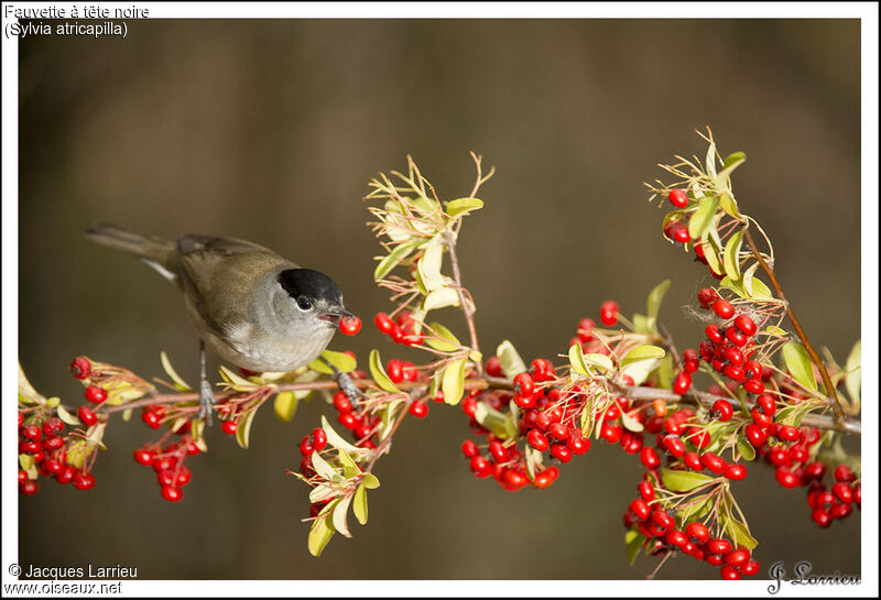 Eurasian Blackcap