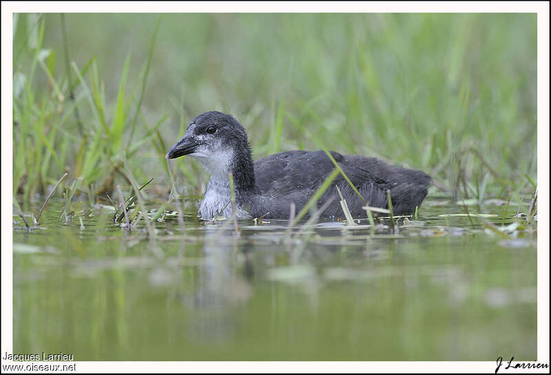 Foulque macroulejuvénile, identification