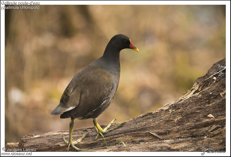 Common Moorhen