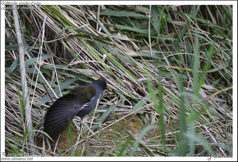 Gallinule poule-d'eau