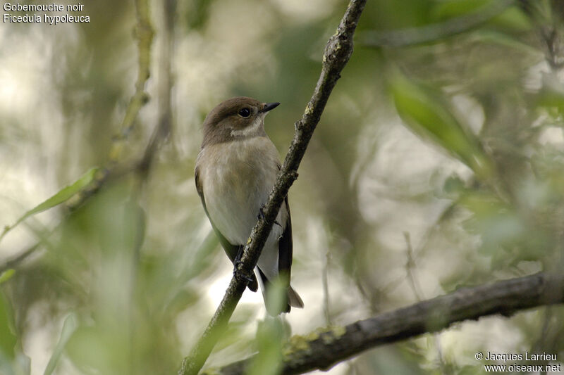 Gobemouche noir