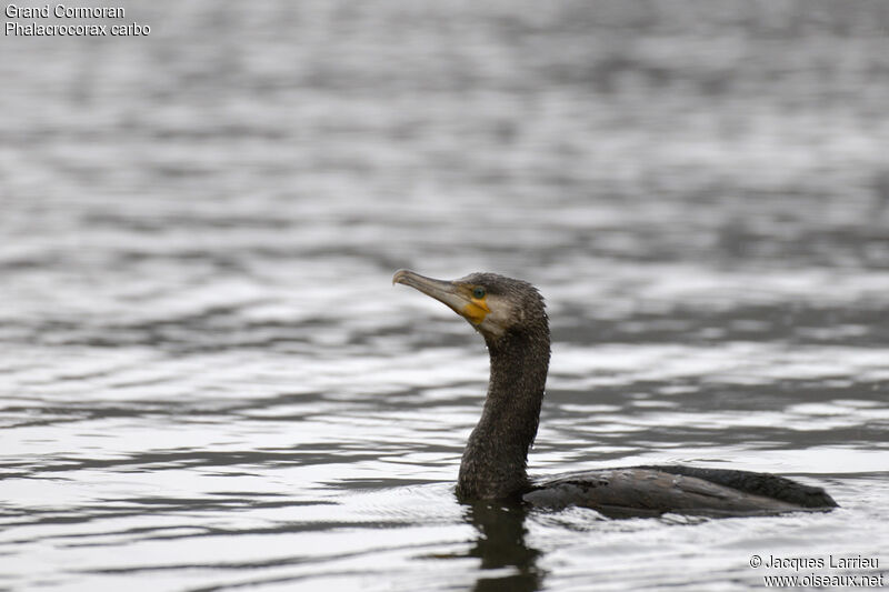 Great Cormorant