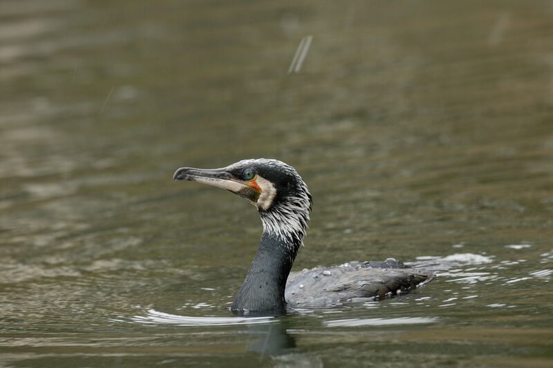 Great Cormorant