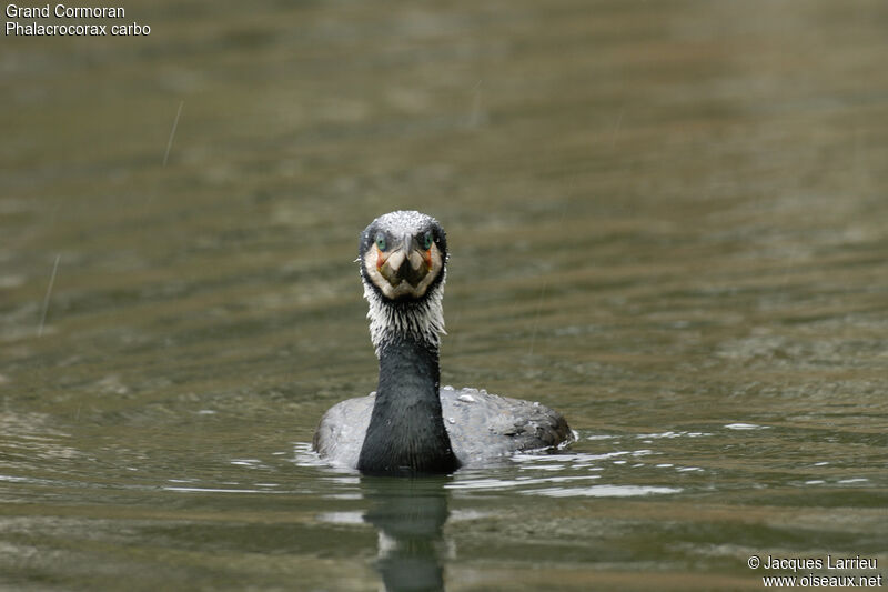 Great Cormorant