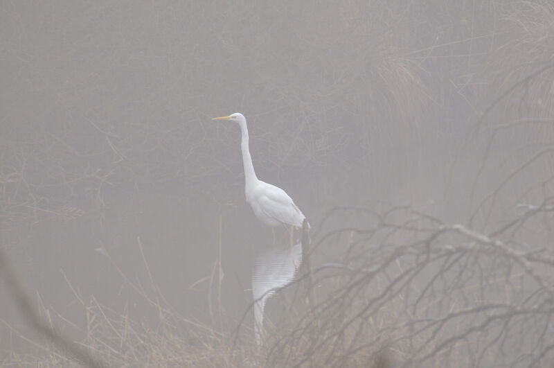 Grande Aigrette