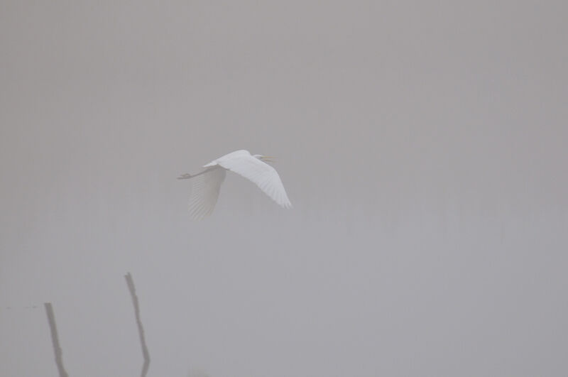 Great Egret