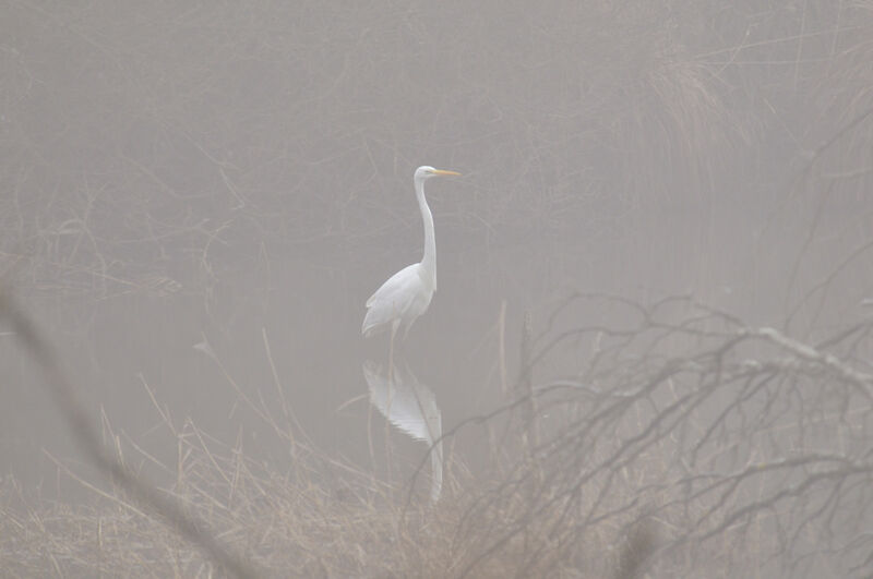 Grande Aigrette