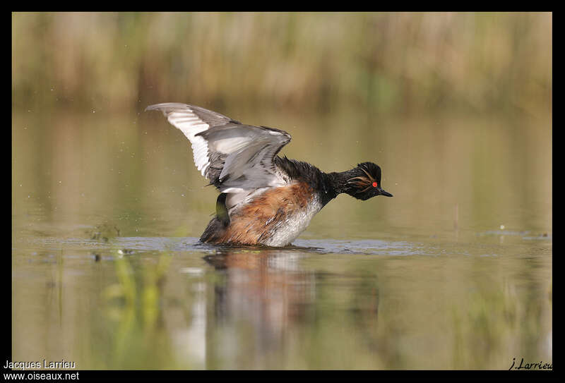 Black-necked Grebeadult, Flight