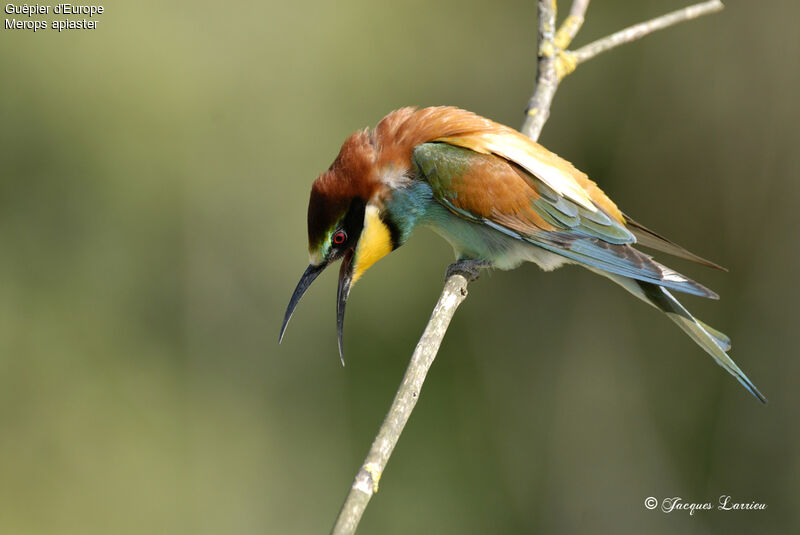 European Bee-eater