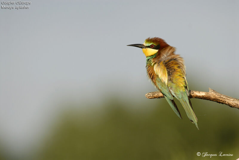 European Bee-eater