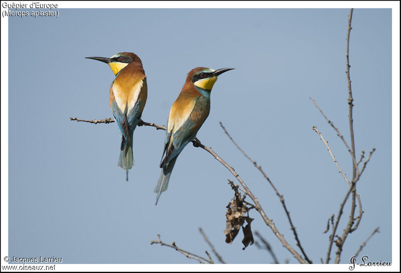 European Bee-eater