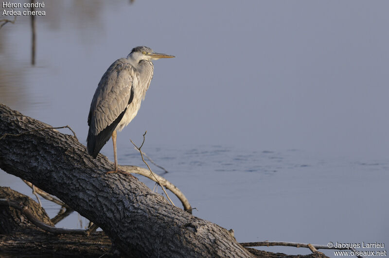 Grey Heron