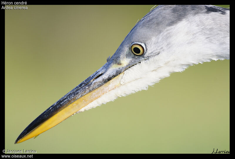 Grey Heron